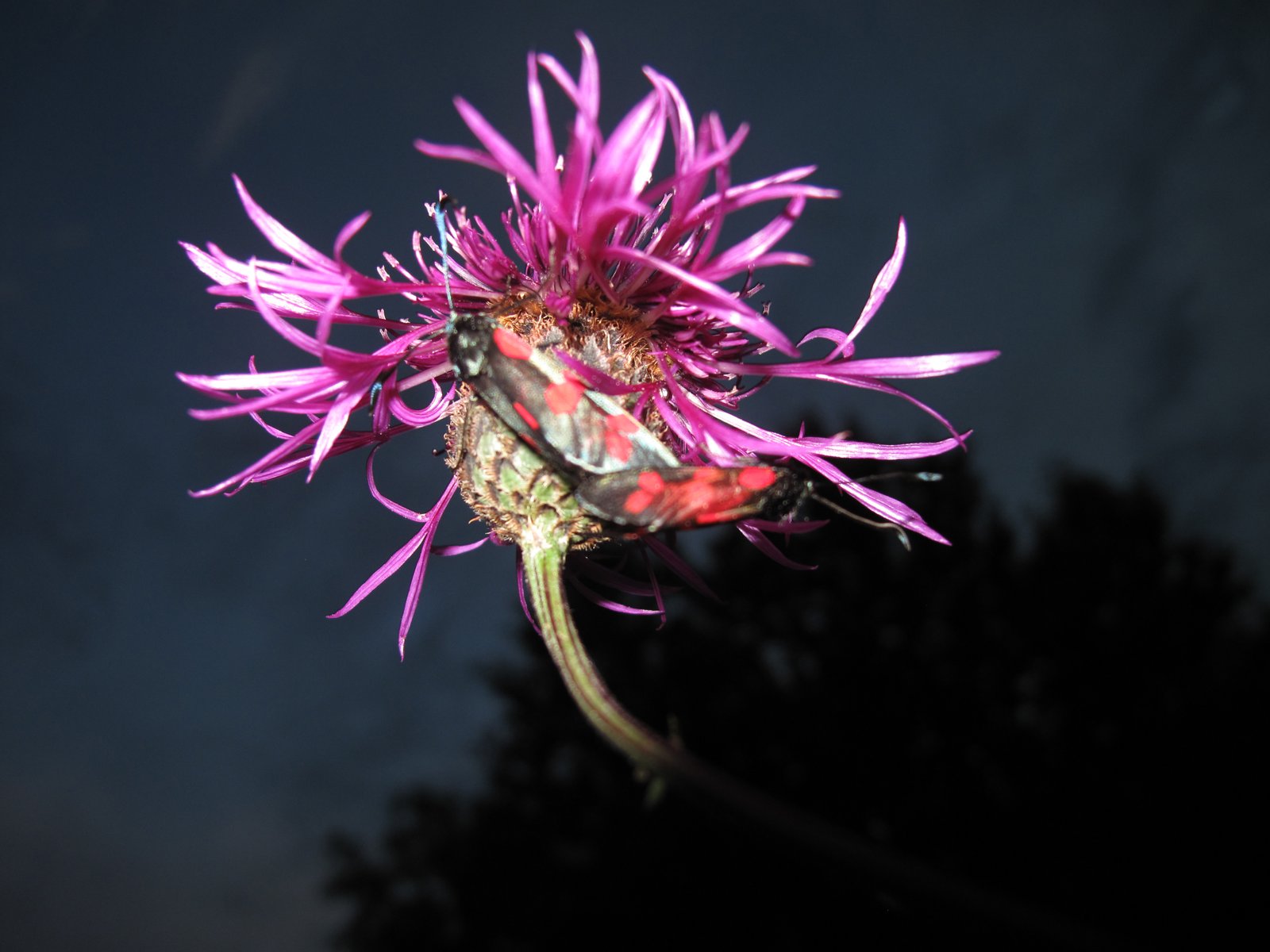 Lighed i tro og tanke – en inkluderende kristendomsundervisning